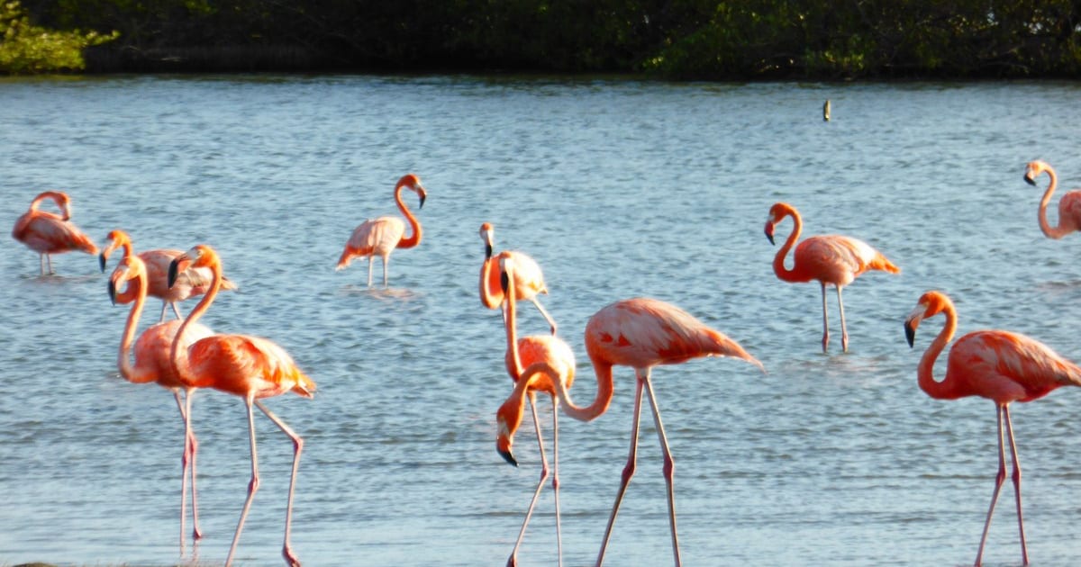 Wild flamingos wading in shallow water beside the mangroves on Bonaire (Photo: Paul Arps from The Netherlands, CC BY 2.0, via Wikimedia Commons)