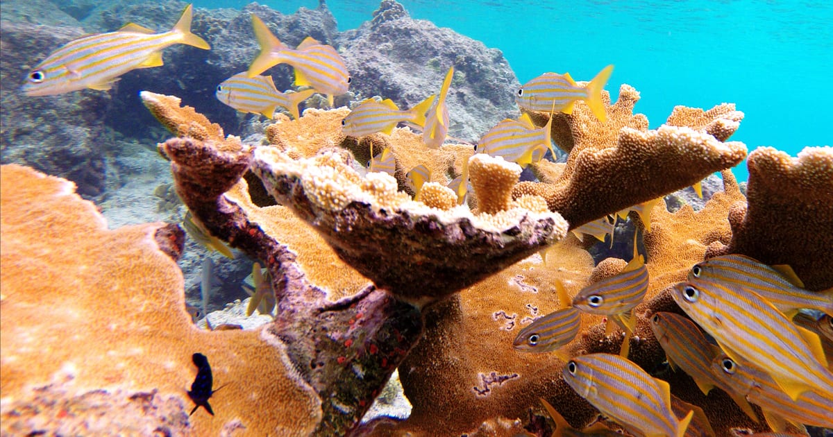 Snorkeling over the coral of Bari Reef in Bonaire (Photo: SNORKELINGDIVES.COM, CC BY 2.0, via Wikimedia Commons)