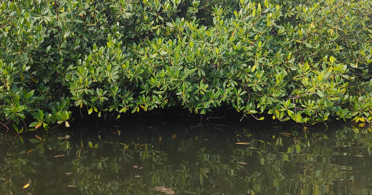 Mangrove forest and shallow water at the Mangrove Center on Lac Bay, Bonaire (Photo: Adamboluu, CC BY-SA 4.0, via Wikimedia Commons)