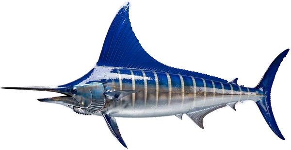 Blue marlin, a target species for big game fishing in Bonaire