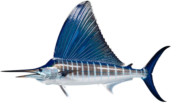 Sailfish, one of the billfish species targeted off Bonaire