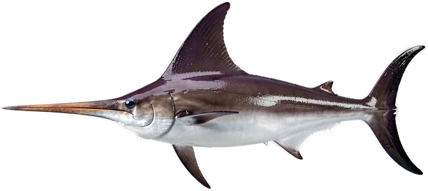 Swordfish, a deep water big game species off Bonaire