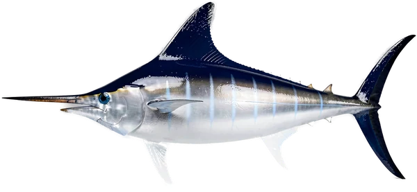 White marlin caught and released on a Bonaire fishing charter
