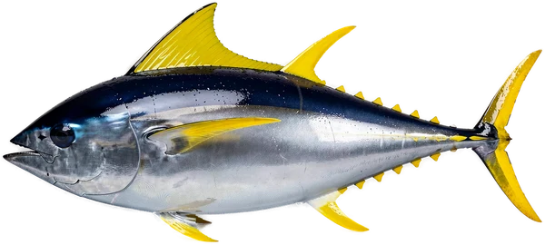 Yellowfin tuna, a common catch on Bonaire deep sea fishing trips